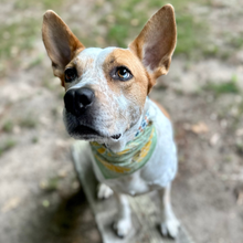 Load image into Gallery viewer, 14&quot; Pocket Hazel Bandana.
