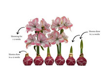 Load image into Gallery viewer, Waxed Amaryllis Bulbs
