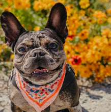 Load image into Gallery viewer, 14&quot; Pocket Cherry Bandana.
