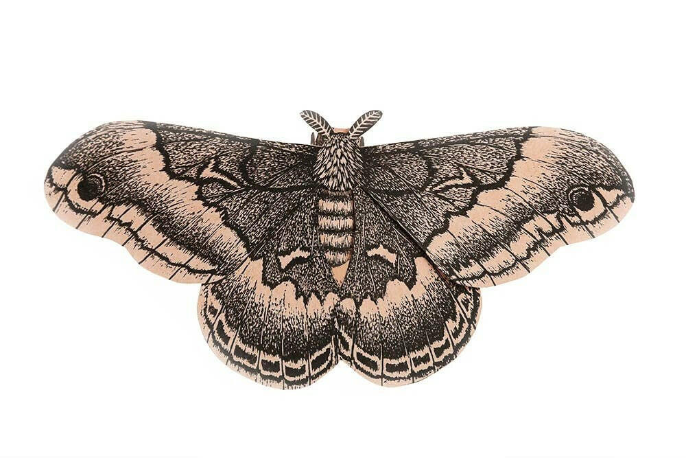 Moth Paper Sculpture.