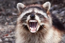 Load image into Gallery viewer, Raccoon Eat Trash Die Happy Shirt.
