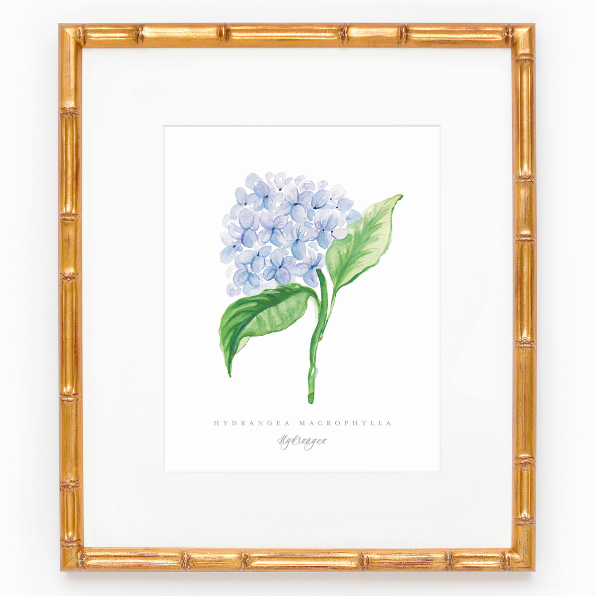 Blue Hydrangea Watercolor Art Print.